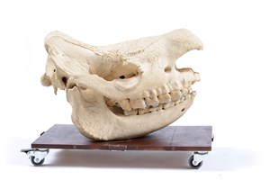 Image description is not available for 2003.9.1